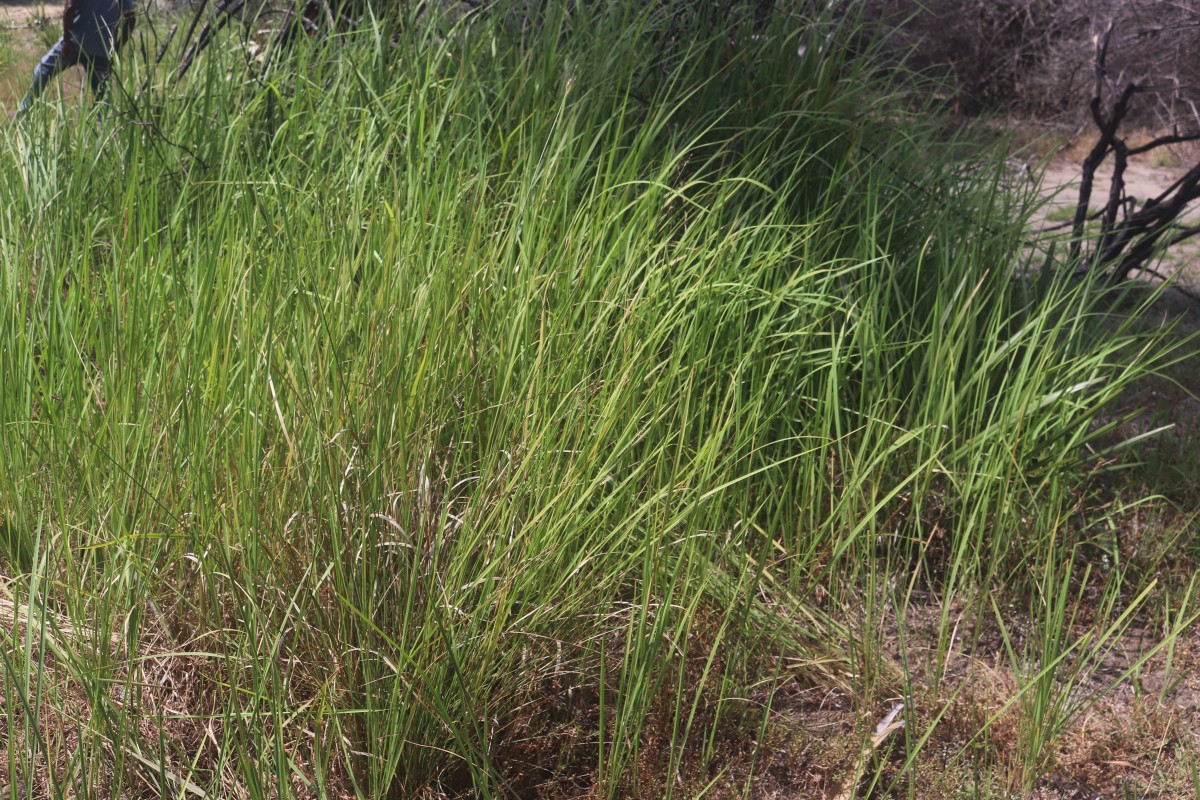 Imperata cylindrica (L.) P.Beauv.